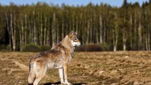 Невероятно и необичайно животинско хибриди